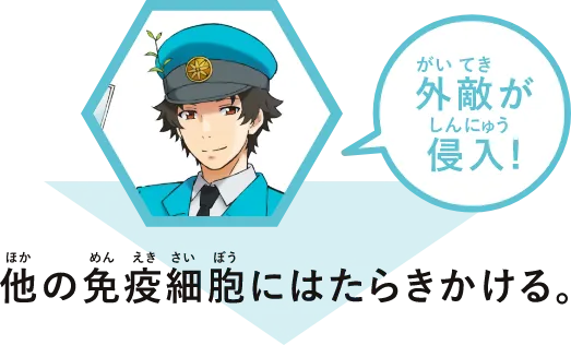 外敵が侵入！ 他の免疫細胞にはたらきかける。